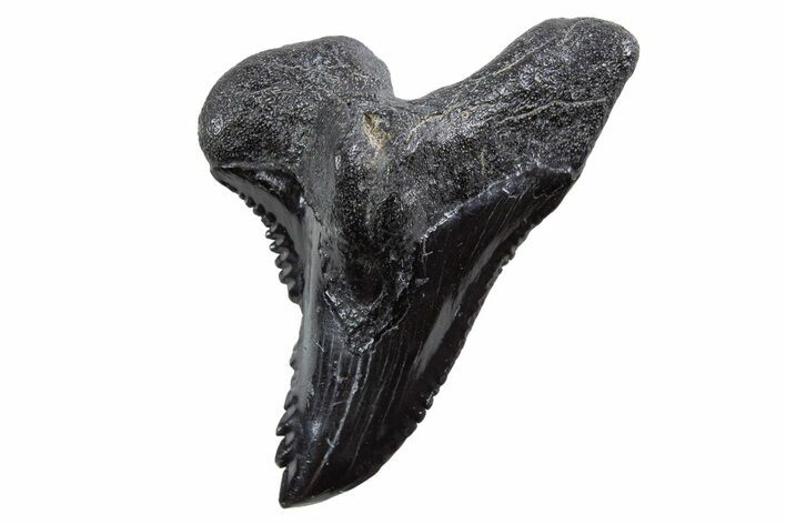 Large, Snaggletooth Shark (Hemipristis) Tooth - South Carolina #347028